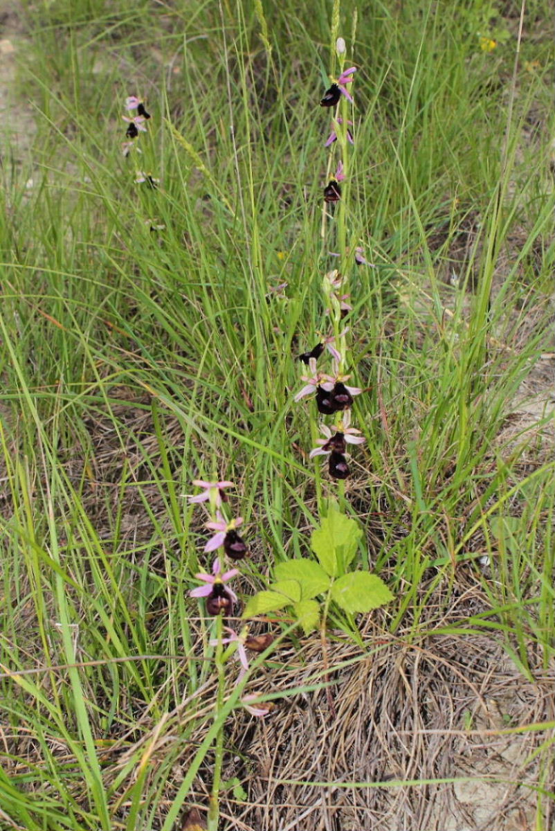 Orchidee Basso PiemonteEntroterra Liguria